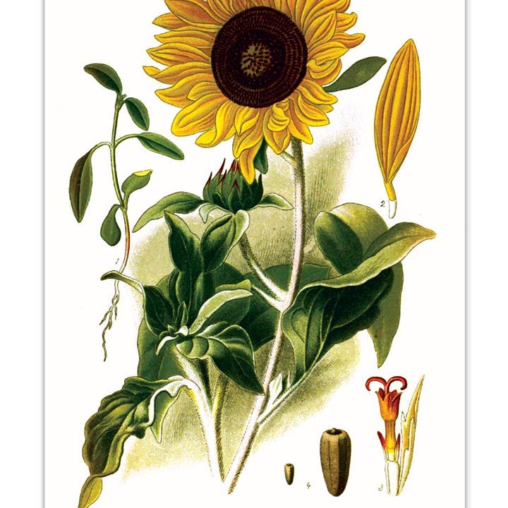 Laughing Elephant – Großhandel Postkarten-Set – Sonnenblumen-Postkartenbox — Postkarten für den täglichen Gebrauch in Schachtel10