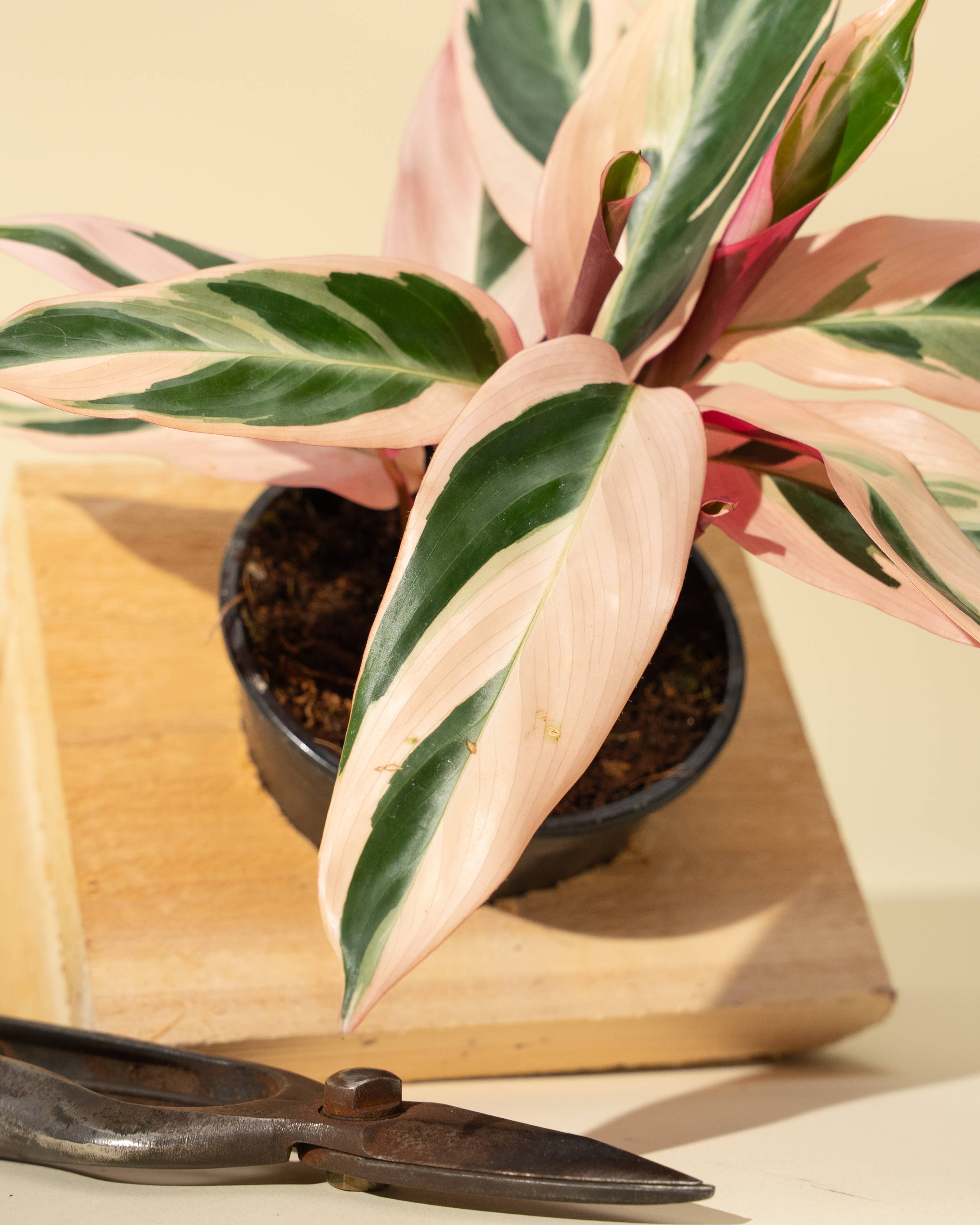 BWH Plant Co - Wholesale Live Plant - 4" Stromanthe 'Trio Star'5