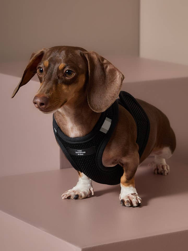 Schwarzes Neopren-Geschirr DRIFT für den Großhandel von The Striped Dog