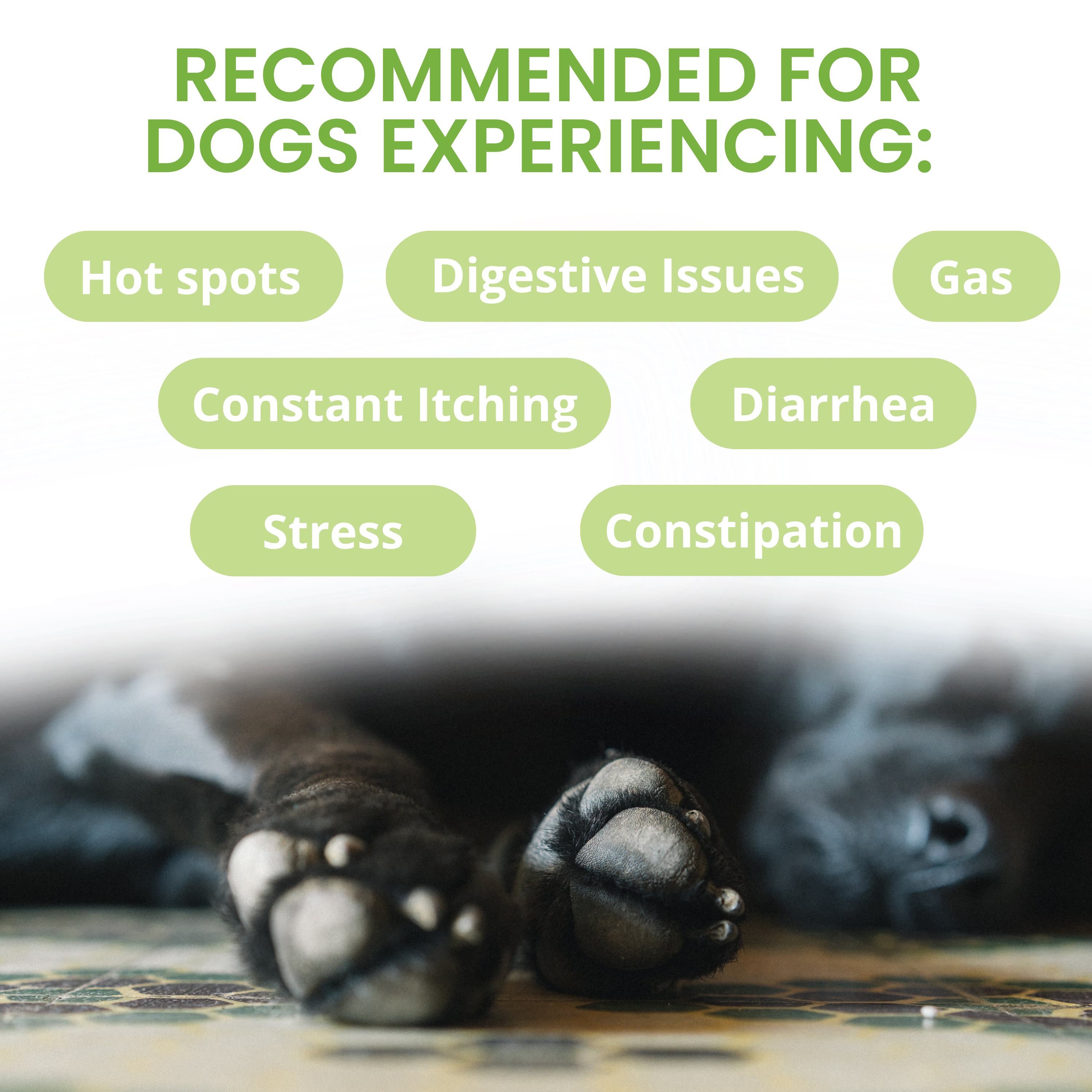 Under the Weather Pet - Wholesale Pet Supplement - Dog - Ready Balance Probiotic Supplement For Dogs1