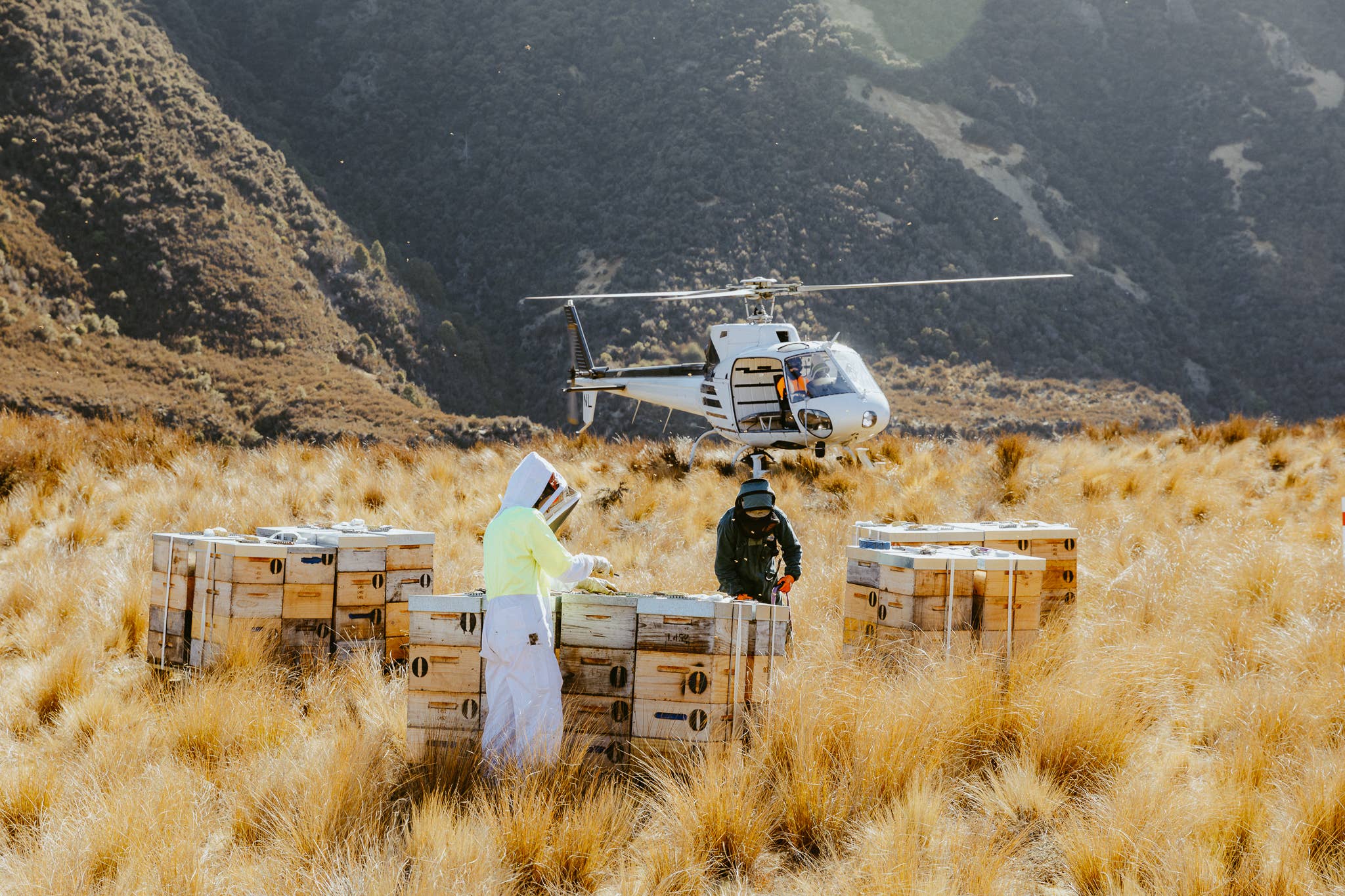 Zealandia Honey - Wholesale Honey - Zealandia Honey® Diamond3