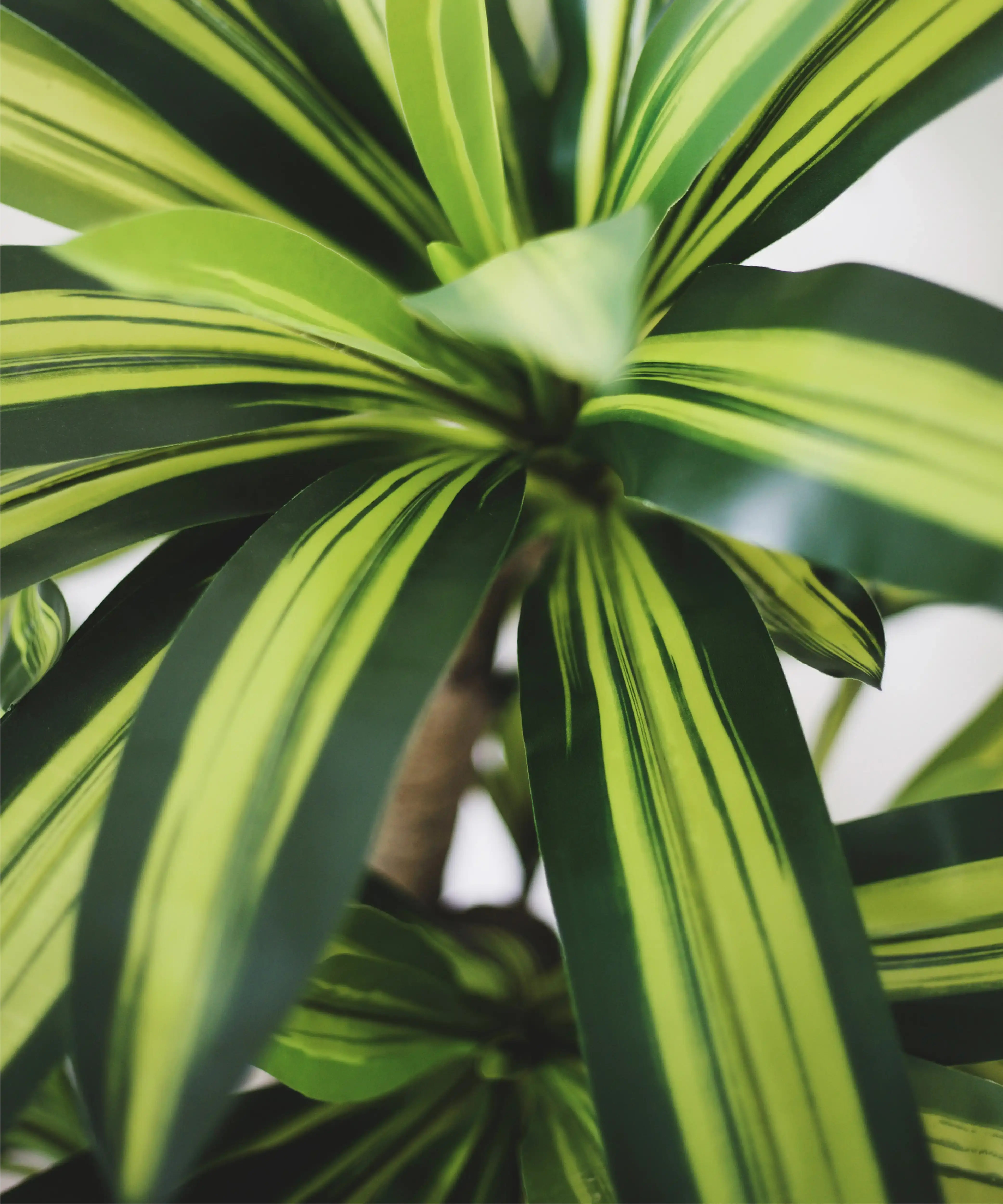 Maia Shop: No Duties for the US - Wholesale Artificial Plant - 4' Artificial Dracaena Tree3