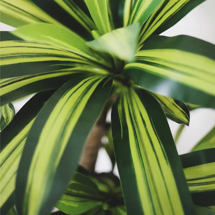 Maia Shop: No Duties for the US - Wholesale Artificial Plant - 5' Artificial Dracaena Tree 3