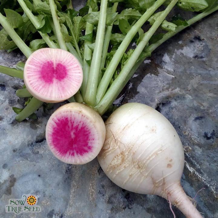 Radish Seeds - Watermelon for wholesale by Sow True Seed