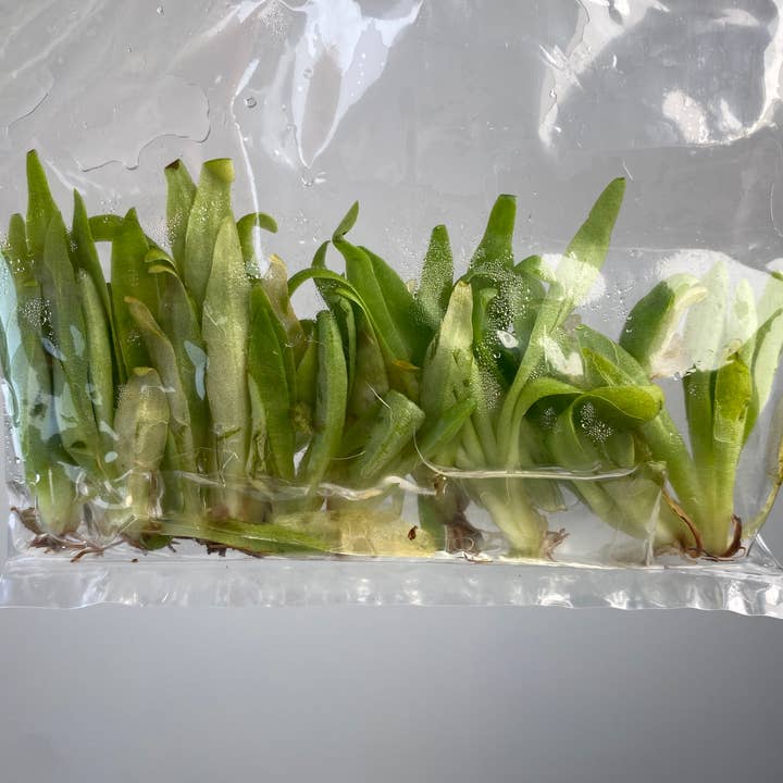 OrchidBox - Wholesale Live Plant - Pinguicula "Aphrodite" | Rare Houseplant1