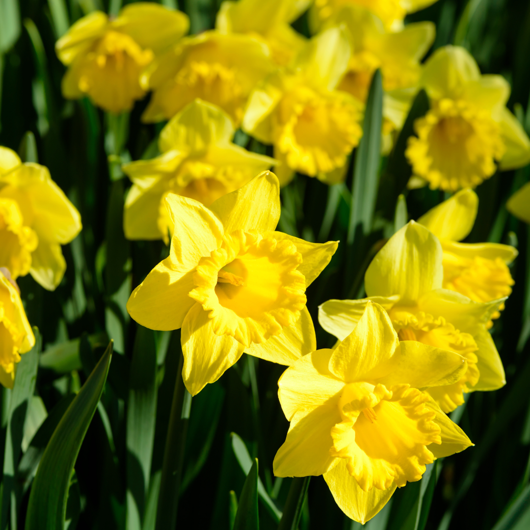 Thorsen's Greenhouse - Wholesale Live Plant - Daffodil Bulbs - Trumpet Dutch Master - Perennials - Value3