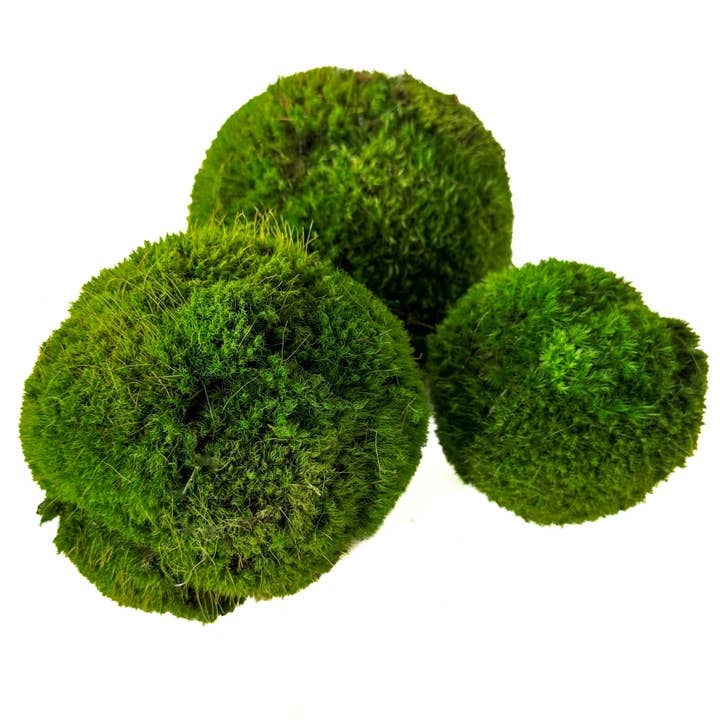 Forever Green Art - Vente Décorations de table - Ensemble de boules de mousse préservée – assortiment de 12 pièces