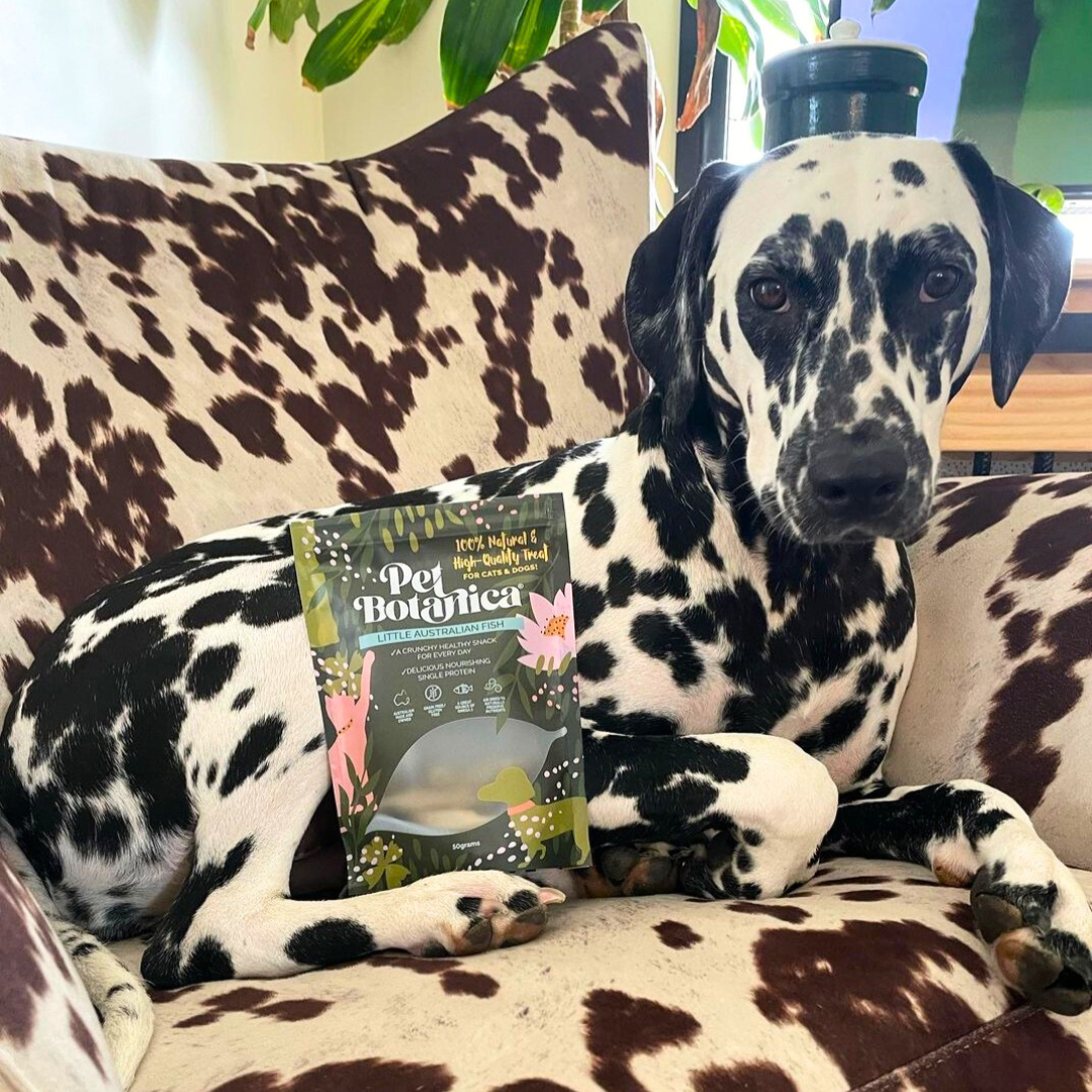 Pet Botanica - Wholesale Pet treats – Dog - Little Australian Fish Pet Treats | Dog Treats | Cat Treats3