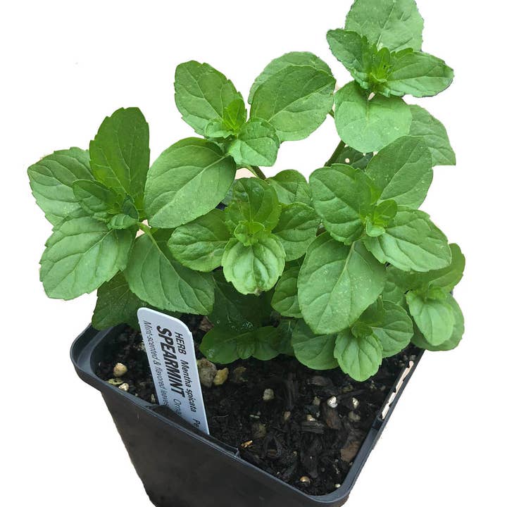 Mint, Spearmint Plant, (Mentha spicata) 2.5 inch pot for wholesale by Smoke Camp Crafts