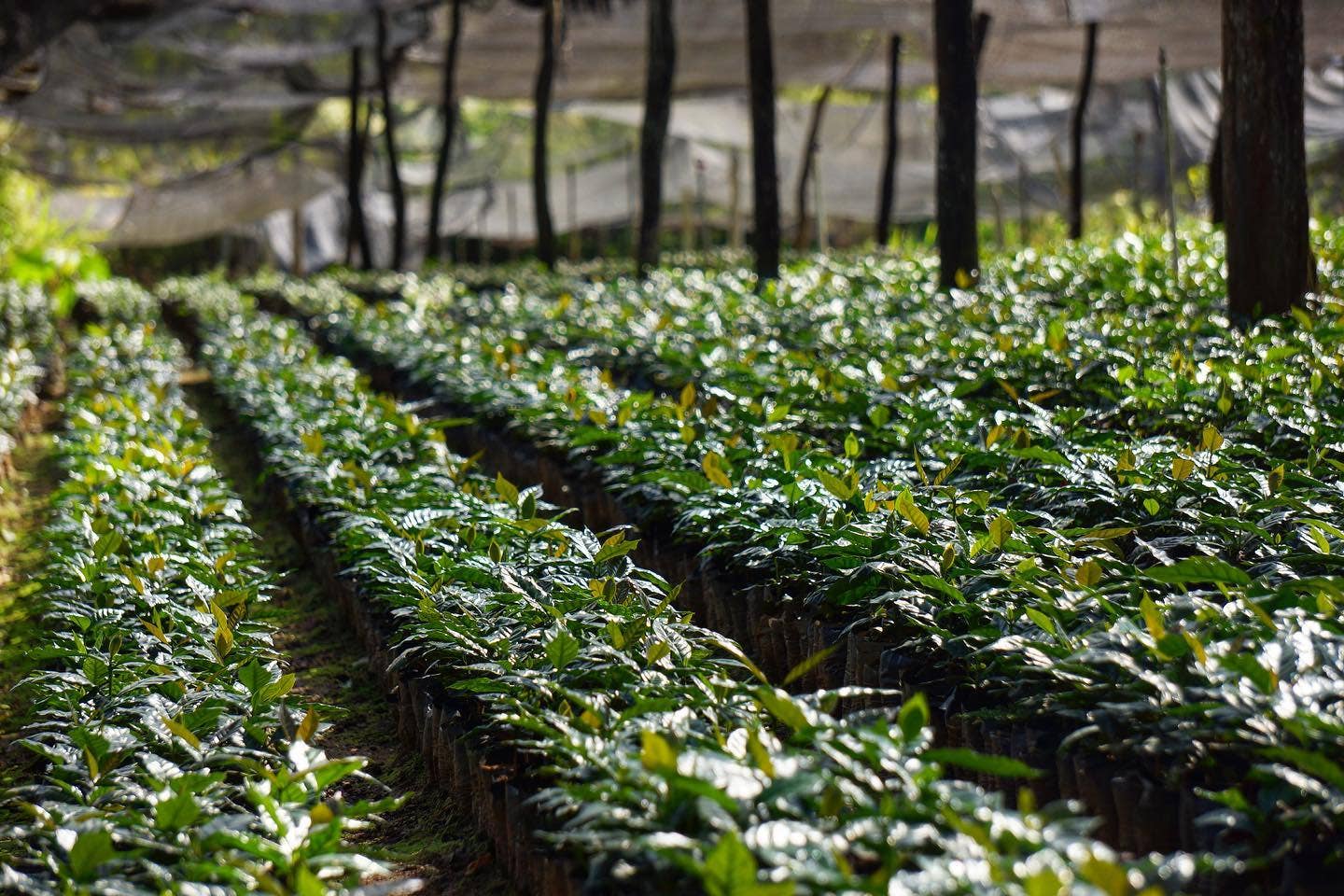 Red Rooster Coffee Roaster - Wholesale Coffee Beans - Organic Farmhouse Breakfast Blend - Coffee Beans4