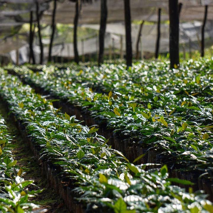 Red Rooster Coffee Roaster - Wholesale Coffee Beans - Organic Farmhouse Breakfast Blend - Coffee Beans4