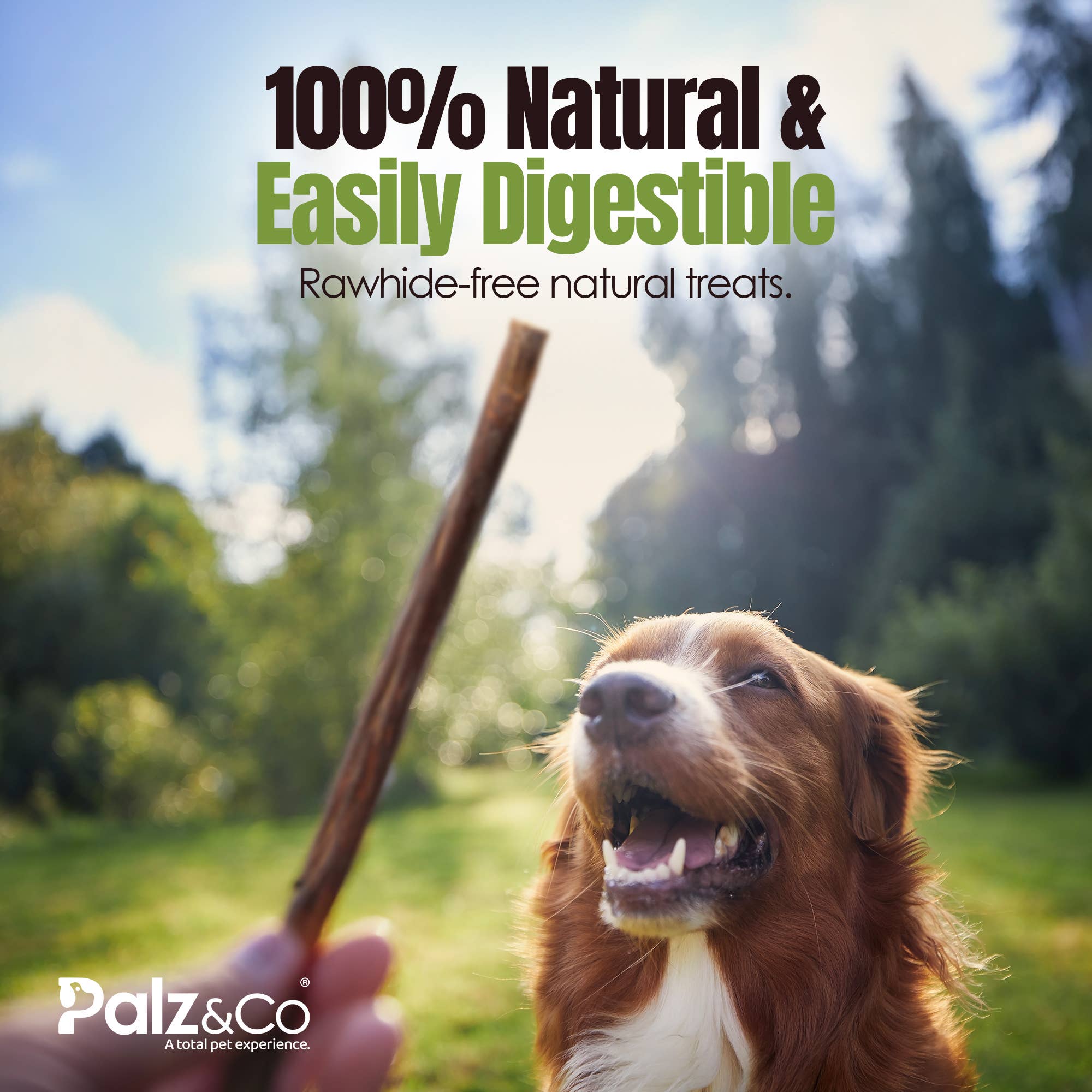 Palz&Co - Wholesale Pet Treats - Dog - Moodog Beef Gullet Sticks 6"-12" - Pack of 2511