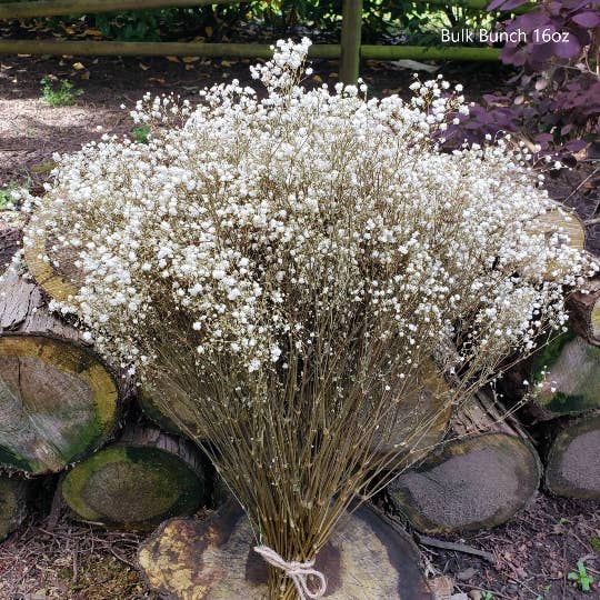BLOOMINGFUL.COM - Wholesale Dried/Pressed Flowers - 50 stems Preserved Gypsophila, Babys Breath (Med-Lg Bloom)