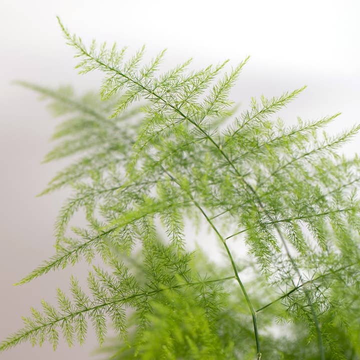 The Little Botanical – wholesale Live plant – British Grown Asparagus Fern3