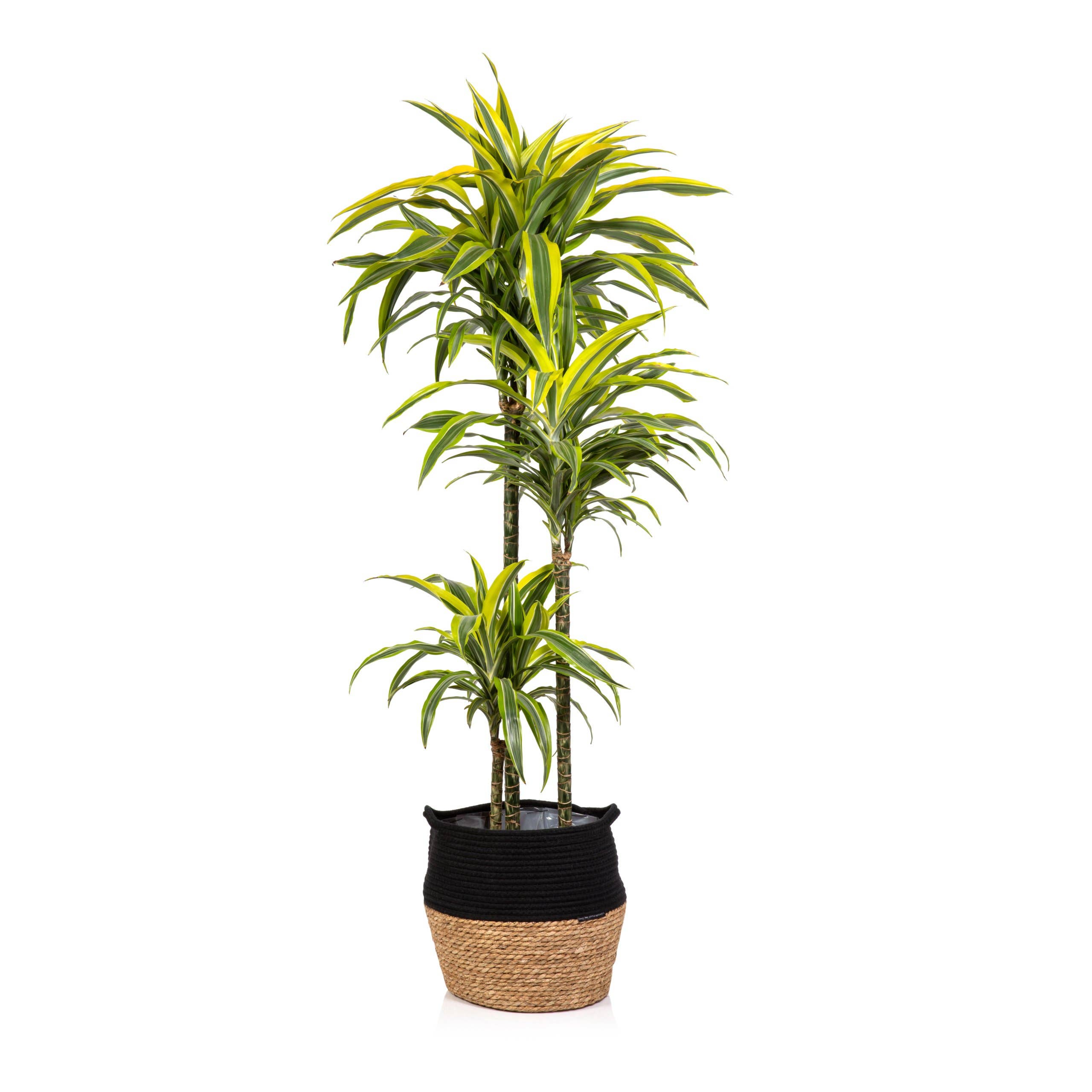 The Little Botanical – wholesale Live plant – Dracaena Deremensis (Lemon Lime)8