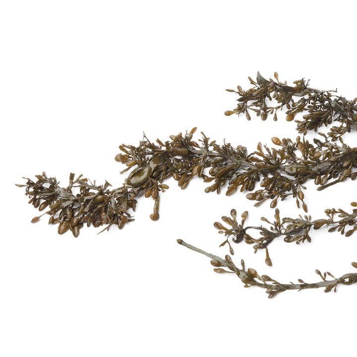 GSE organic supplements - Wholesale Oral Supplement/Vitamin - Iodine Compact (organic) - 120 tablets4