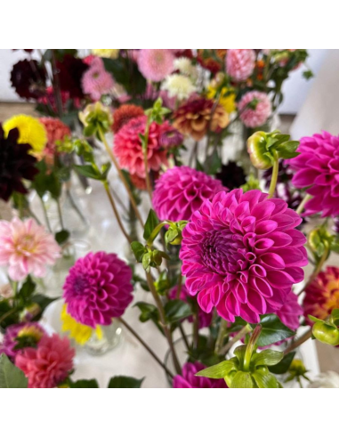 Florasource - Wholesale Fresh Cut Flowers - Dahlias Assorted 50 stems1