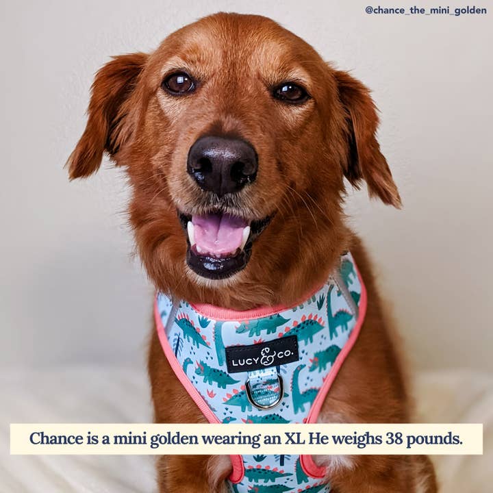 Harnais Anti-Traction DinoROAR pour la vente par Lucy & Co.