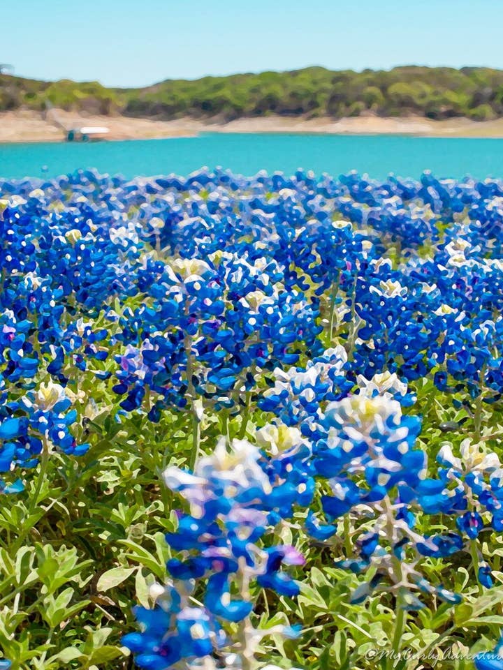 Watercolor Digital Prints - Lakeside Bluebonnets for wholesale by My Curly Adventures