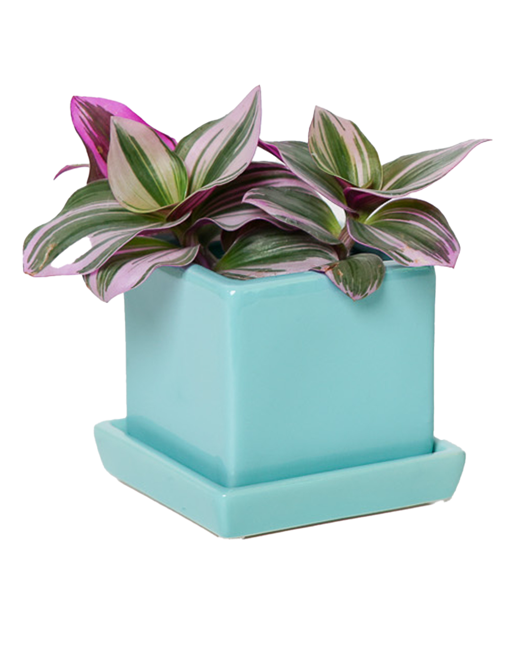 Chive - Vente Pot - Cube et pot avec soucoupe conteneurs succulents pot de cactus4