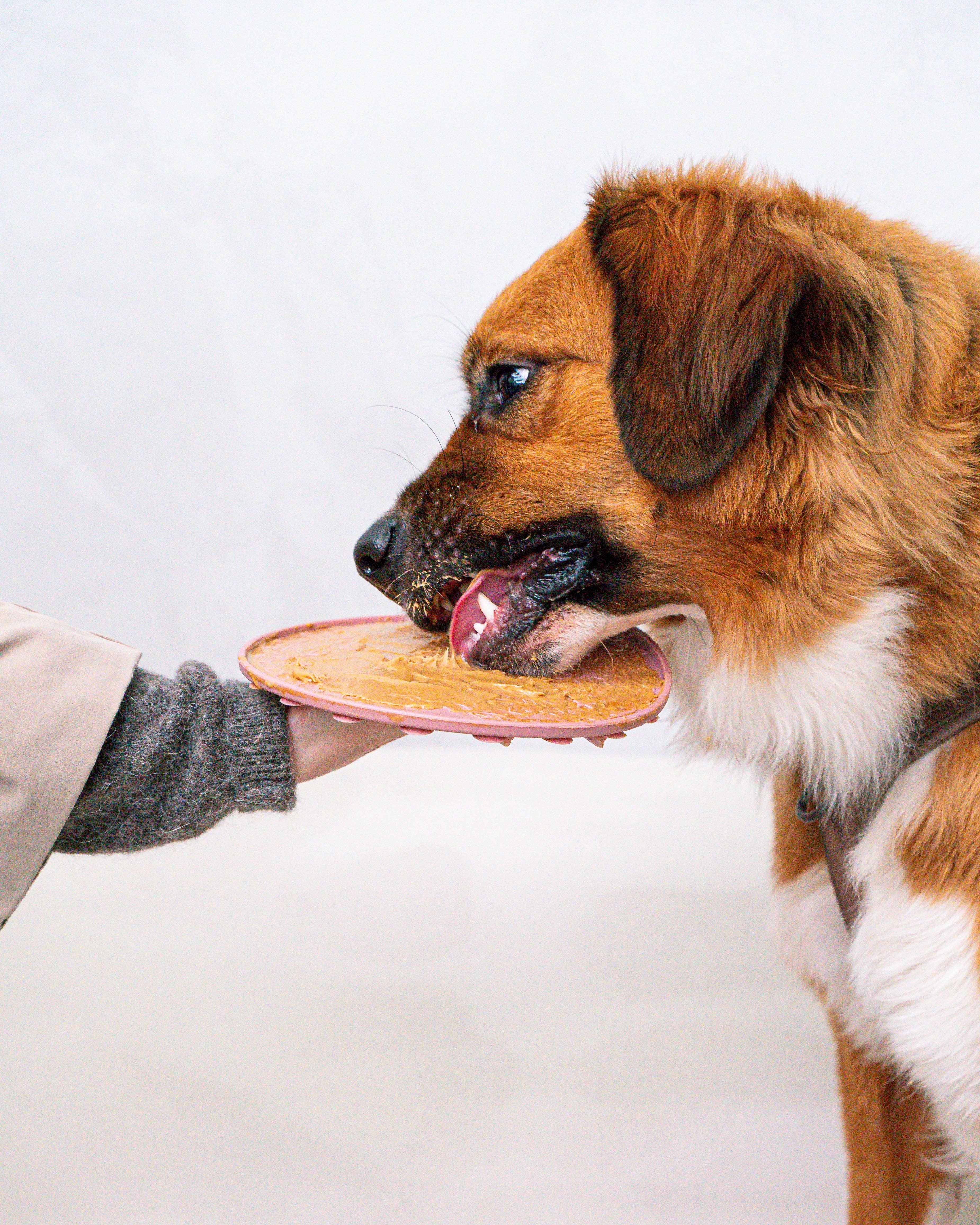 dexypaws - Wholesale Pet Food Mat - Dog - 2 Piece Ornament Lick Mat & Spatula Set2