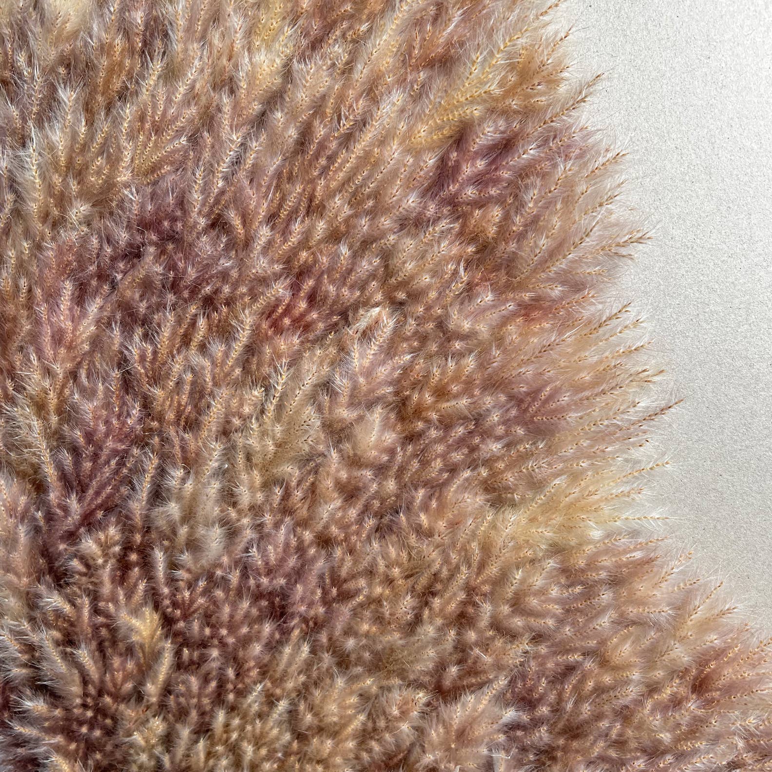 2626 Designs - Wholesale Wall Accent - Angel Wing Wall Art Made From Preserved Pampas Grass 40"2