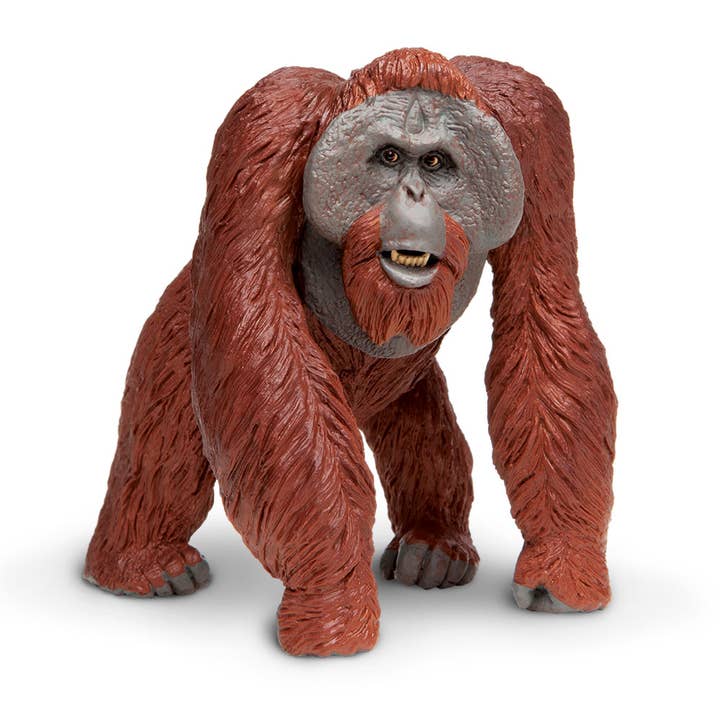 Bornean Orangutan - 112289 and other Purchase Wholesale orangutan. Free Returns & Net 60 Terms on Faire trending on Faire.