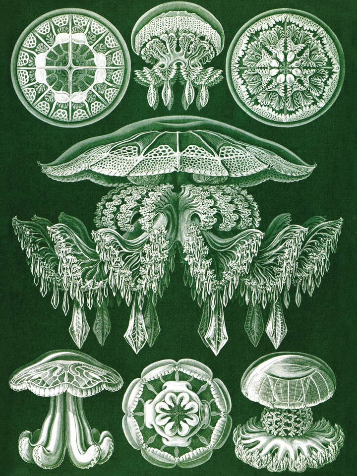 Postcard Discomedusae; Pilema (081742) for wholesale by The Knowledge of Things by Catch Publishing