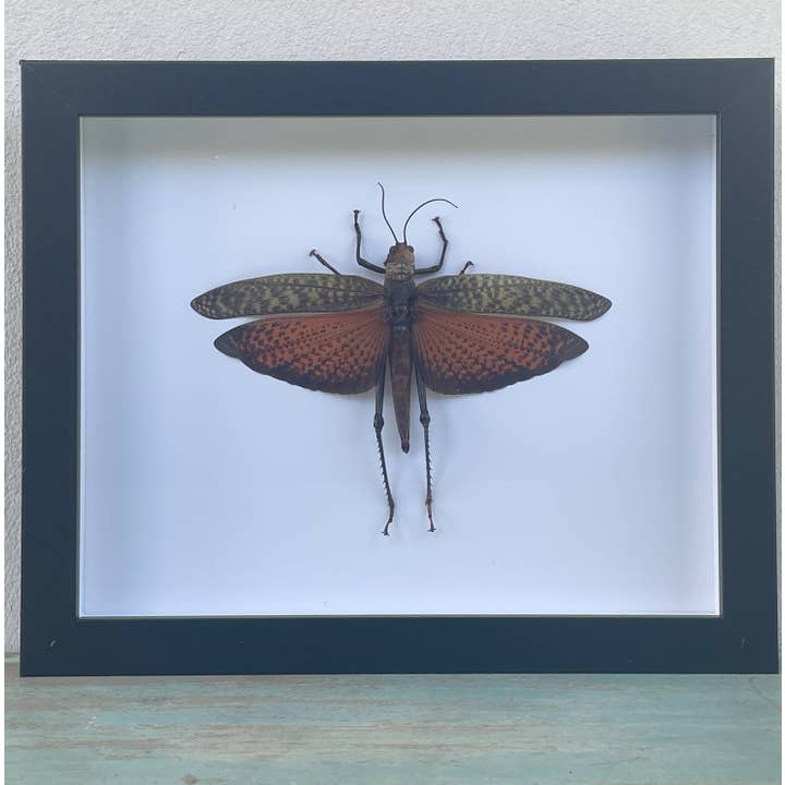 Newman Art Designs - Wholesale Wall Accent - Red Winged Grasshopper, Tropidacris dux in a Frame