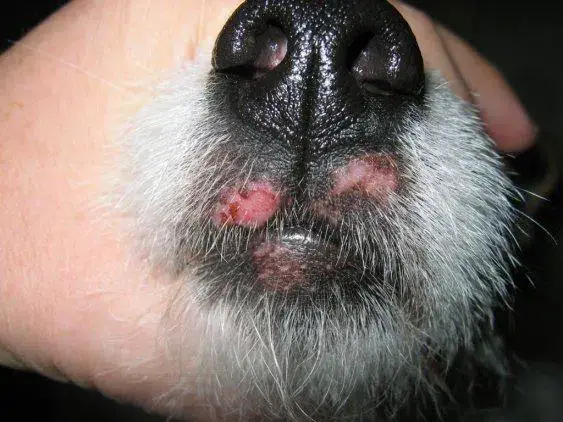 Beratungs & Vertriebsagentur Schmidt – wholesale Kosttillskott för husdjur - Hund – Anti svamp kvalster hund4