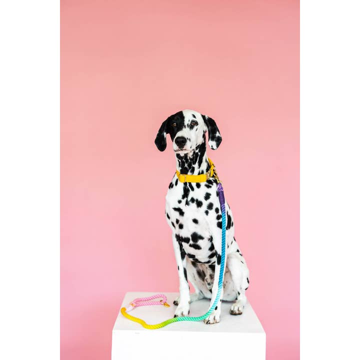 Pink Papyrus | Premium, Durable, & Stylish Dog Products - Wholesale Pet Leash - Dog - Nola Rope Dog Leash | Dog Leash | Rainbow Leash1