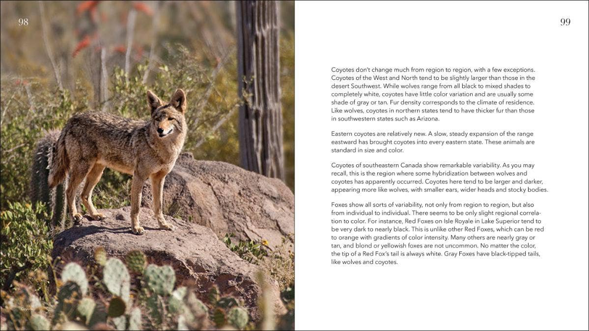 AdventureKEEN - Vente Nature et plein air - Loups, coyotes et renards4