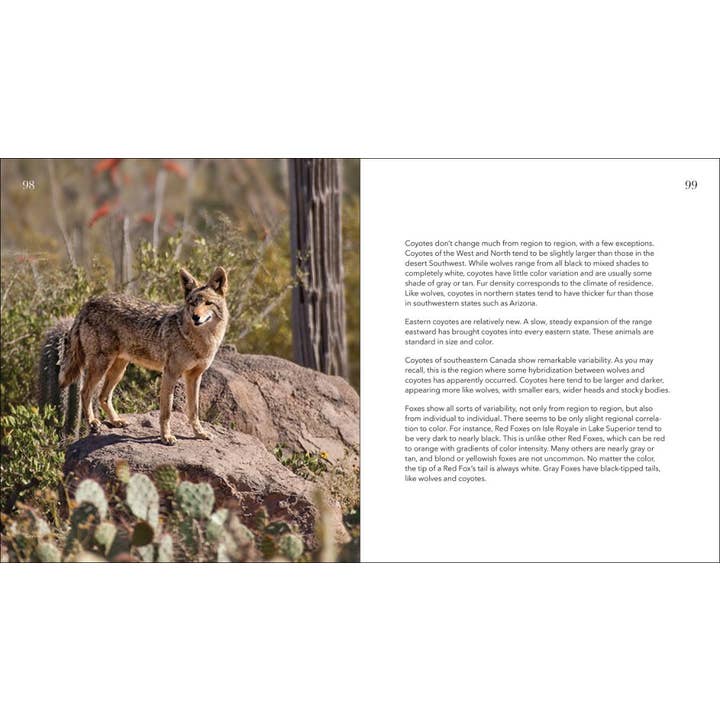 AdventureKEEN - Wholesale Nature & Outdoors - Wolves, Coyotes & Foxes4