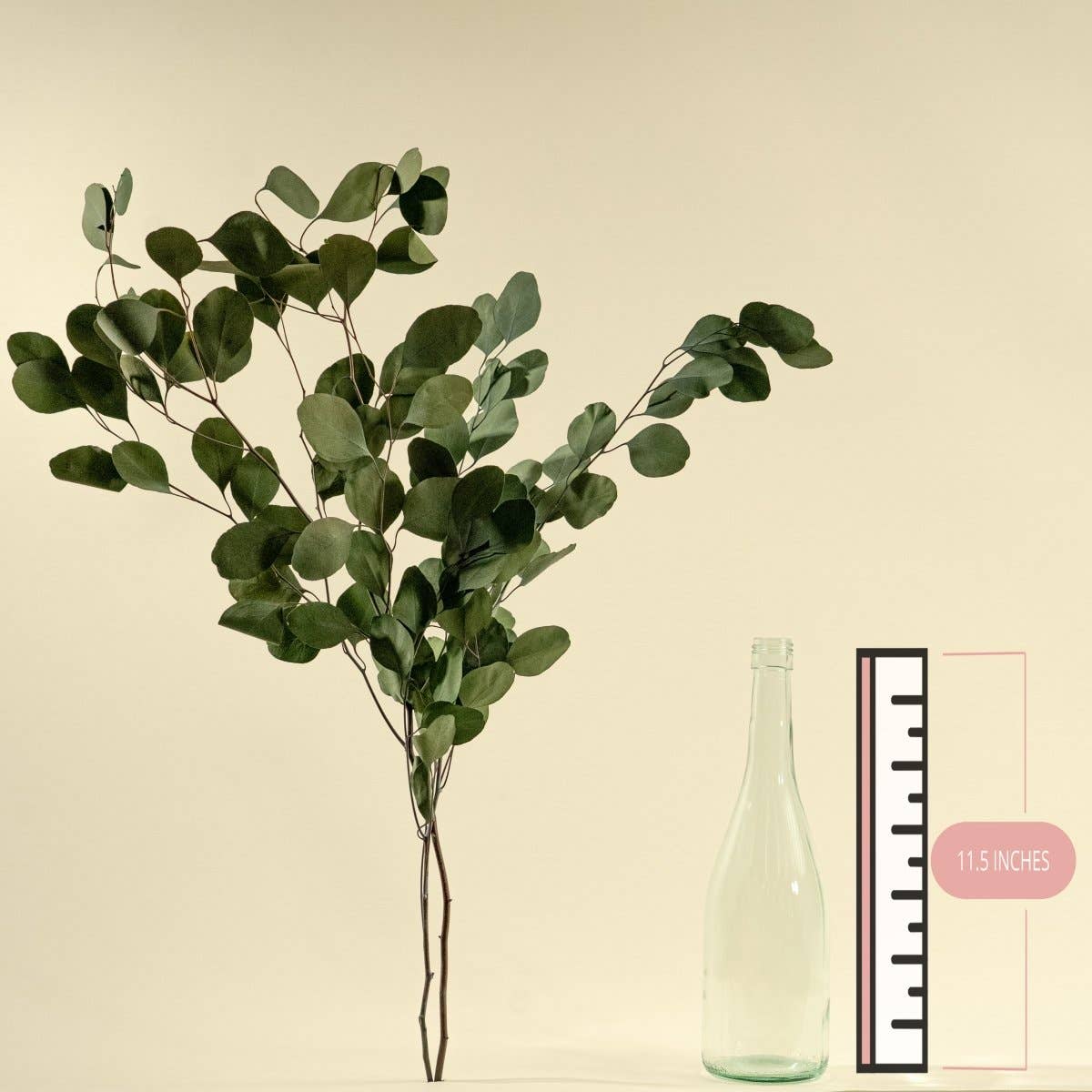 Sola Wood Flowers - Wholesale Dried/Pressed Flowers - Preserved Silver Dollar Eucalyptus - Green1