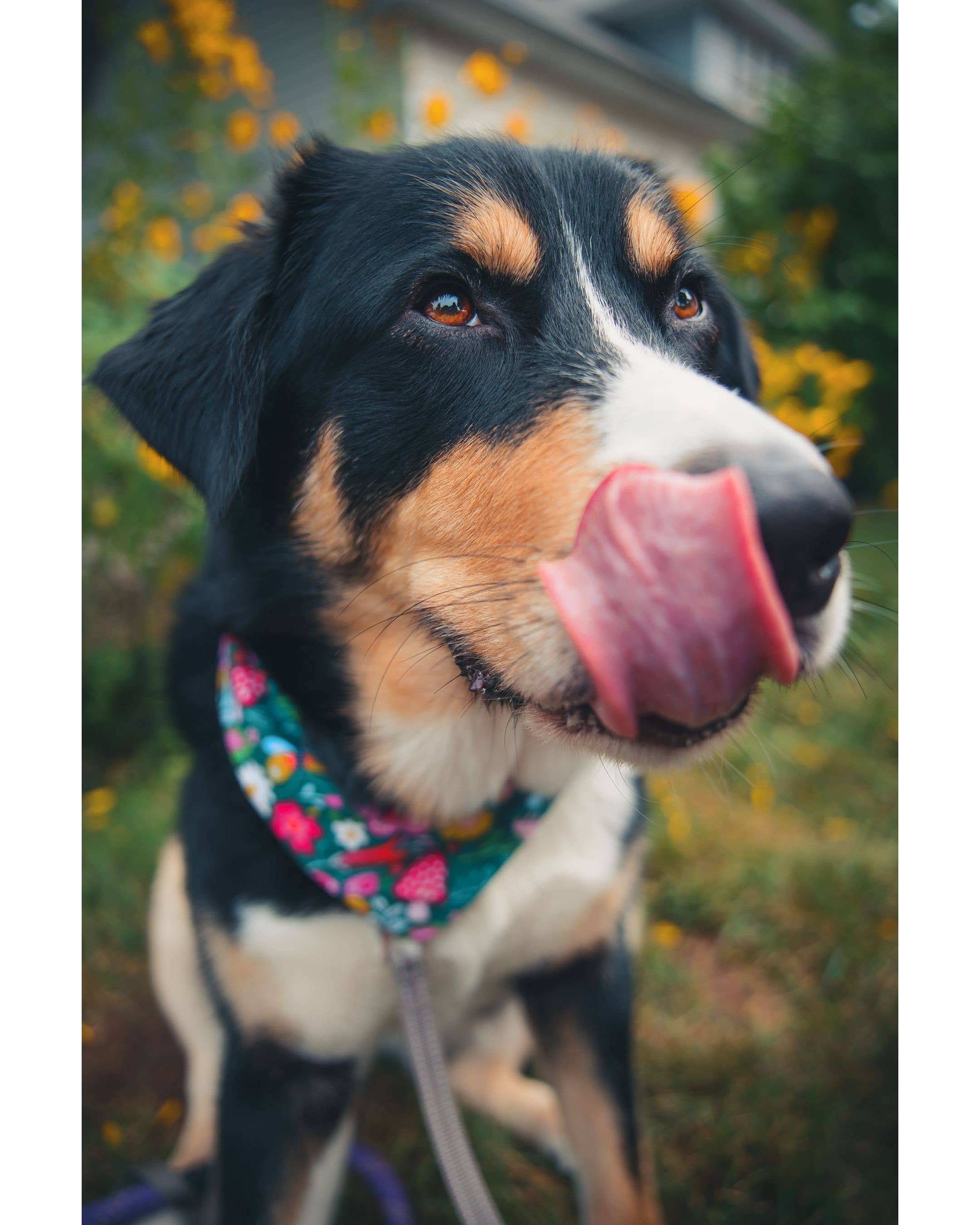 BibbyBubby - Wholesale Pet Bandana - Dog - Whimsy Dog Bandana (Snap-on, adjustable, 3 sizes available)3