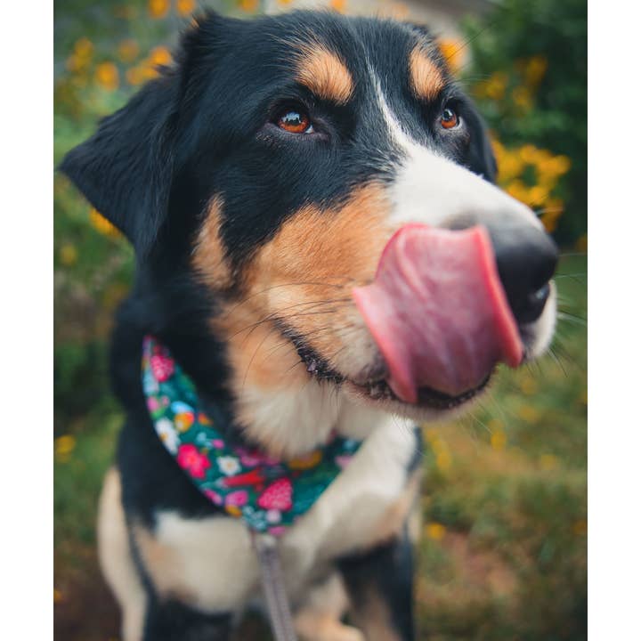 BibbyBubby - Wholesale Pet Bandana - Dog - Whimsy Dog Bandana (Snap-on, adjustable, 3 sizes available)3