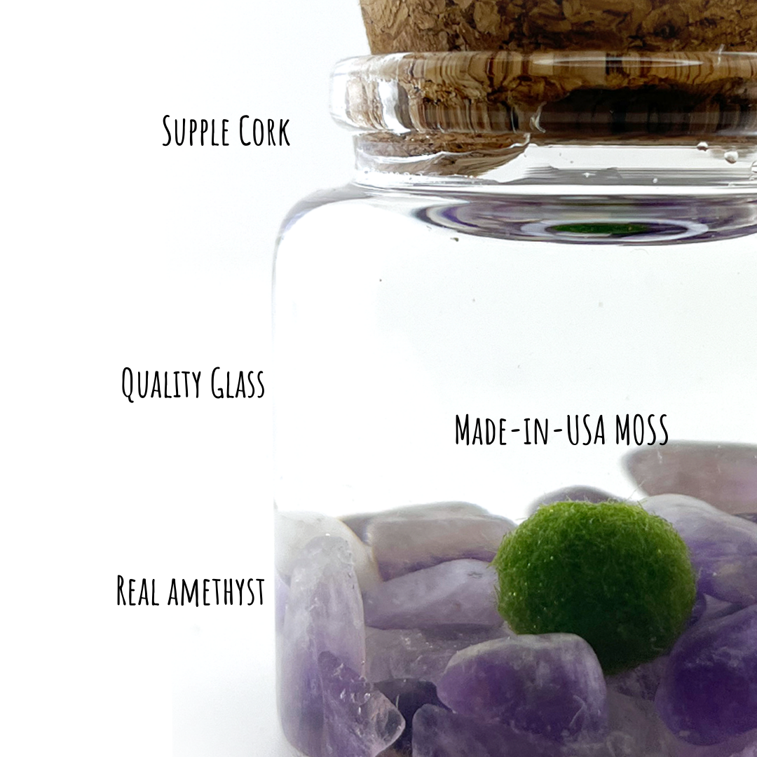 Moss Amigos | Moss Ball Terrariums - Wholesale Live Plant - Small Marimo Moss Ball Terrarium with Amethyst Gemstone3