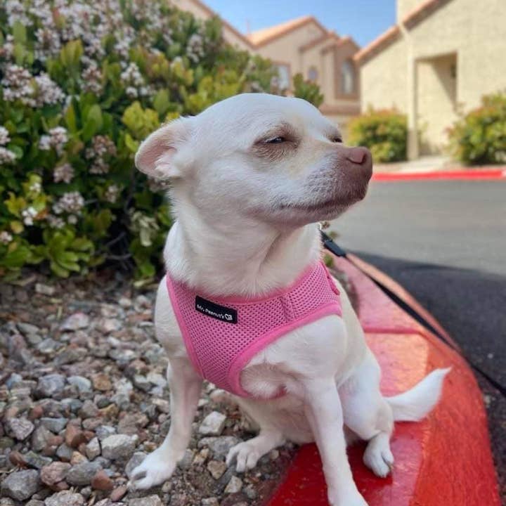 Mr. Peanut's - Wholesale Pet Harness - Dog - Mr. Peanut's PupTrek Small Dog/Cat Soft Mesh Step In Harness