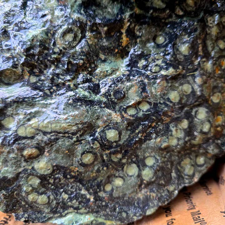 Kambaba Jasper Rough Flatrate Box – Rare Fossil Cutting Stone 24.5 lbs and other Purchase Wholesale kambaba. Free Returns & Net 60 Terms on Faire trending on Faire.