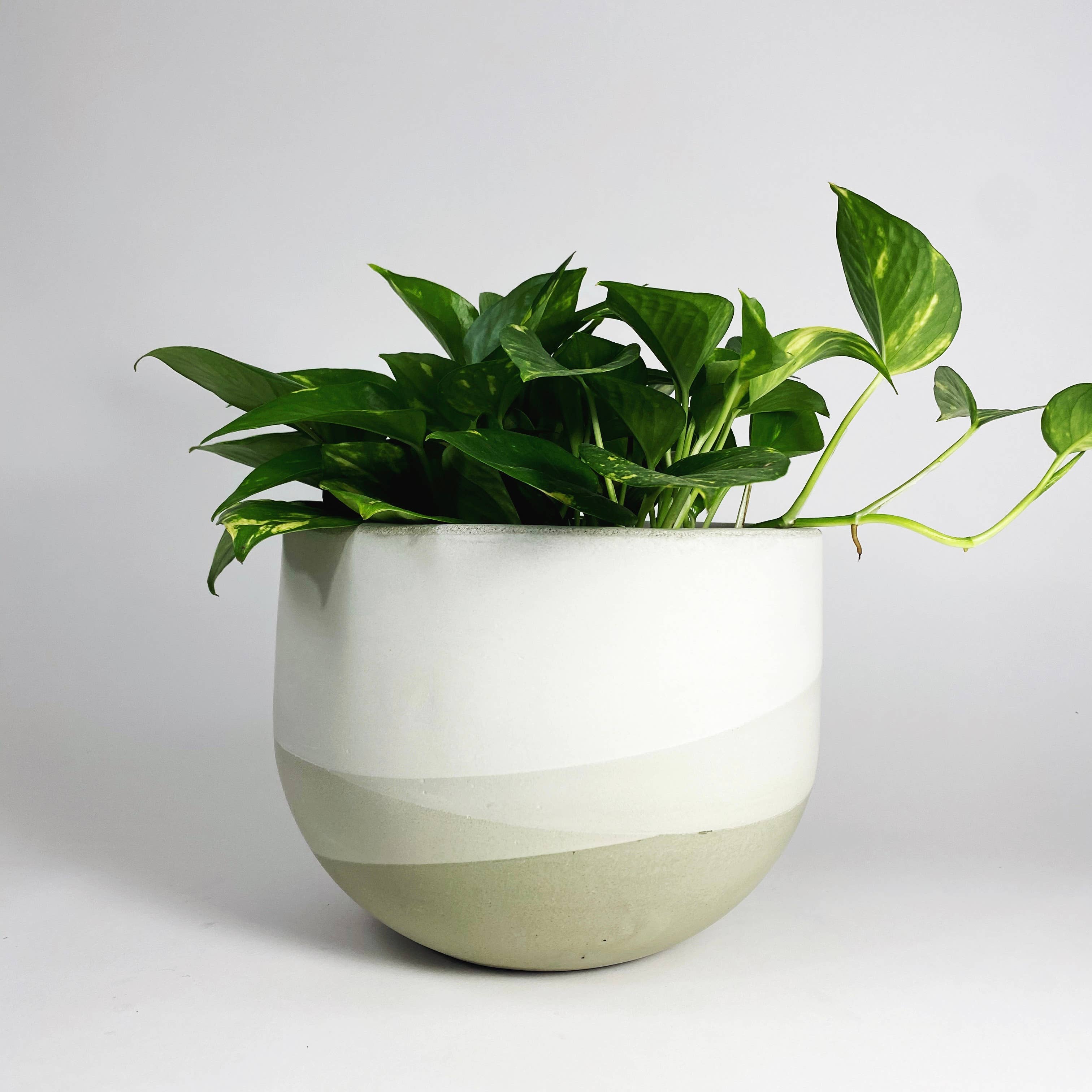 Settlewell - Wholesale Plant Pot - 9" Concrete Bowl Planter / 13 Colors10