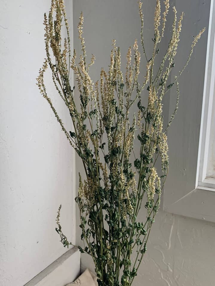 Dried Sweet White Clover - Neutral Flowers for wholesale by Twig and Snip