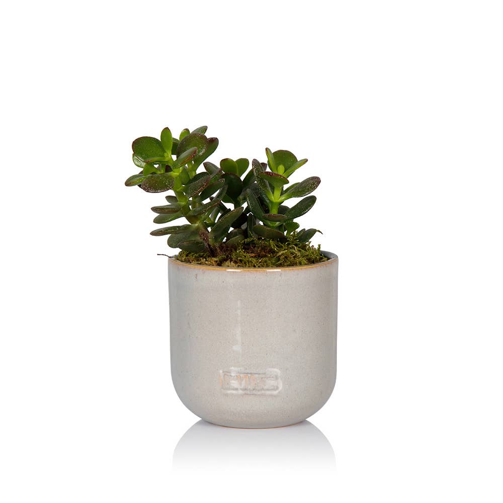 The Little Botanical – wholesale Succulent – Crassula7