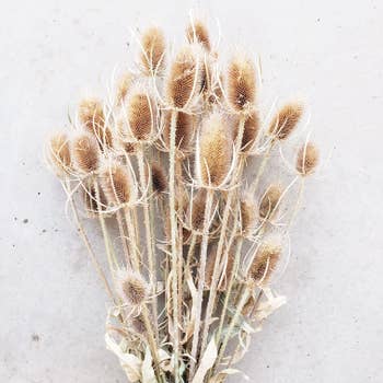Purchase Wholesale dried flower stems. Free Returns & Net 60 Terms on Faire