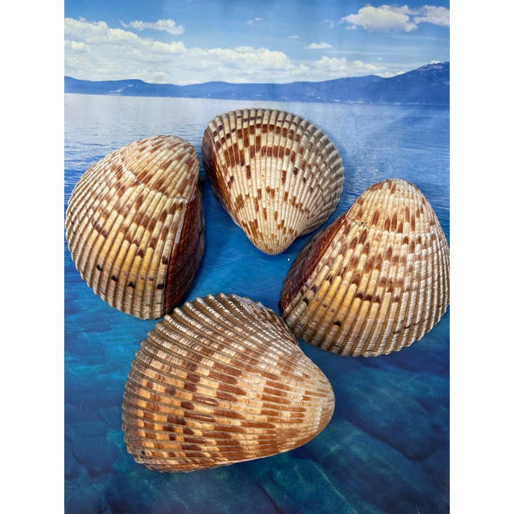 Art By Nataliia - Venta al por mayor Artículo decorativo de mesa - Berberecho gigante del Atlántico. Conchas oceánicas raras