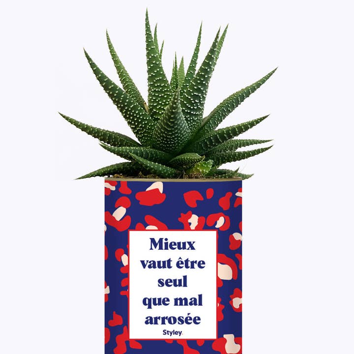 Styley - Wholesale Succulent - Mieux Vaut Être Seule Que Mal Arrosée - Cactus2