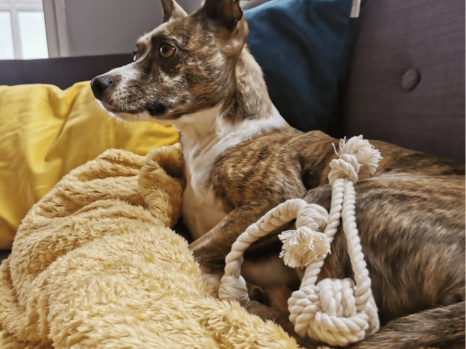 Goodchap's – Engroshandel Tovlegetøj - Hund – Goodchap's første apport- og tovtræksleg til hvalpe | Naturligt bomuldslegetøj til hunde9