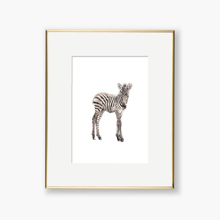 Baby Zebra - Stampa artistica ad acquerello per la vendita all'ingrosso da parte di Paper Betty