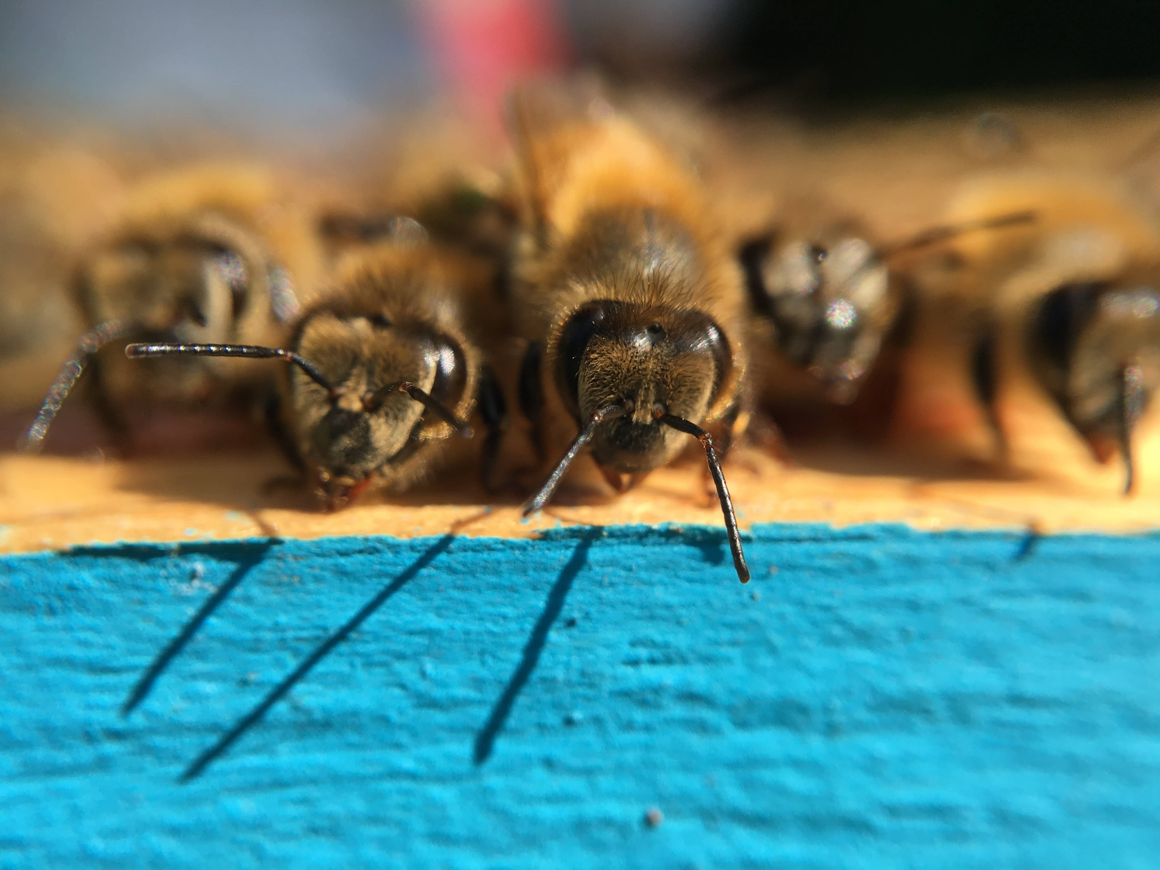 Heritage Bee Co. - Wholesale Honey - Lavender Creamed Honey - 300 g (10.6 oz)6