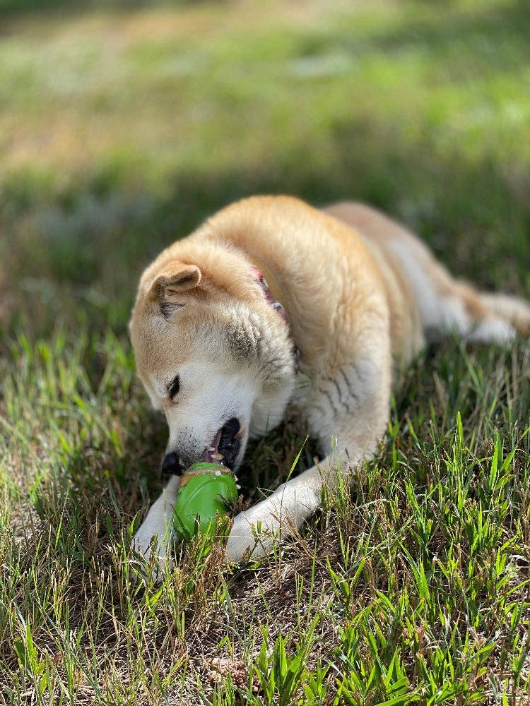 SodaPup Dog Toys - Vendita all'ingrosso Giocattolo da masticare - Cani - Dispenser durevole per snack in gomma sintetica PUP-X a forma di gnomo10