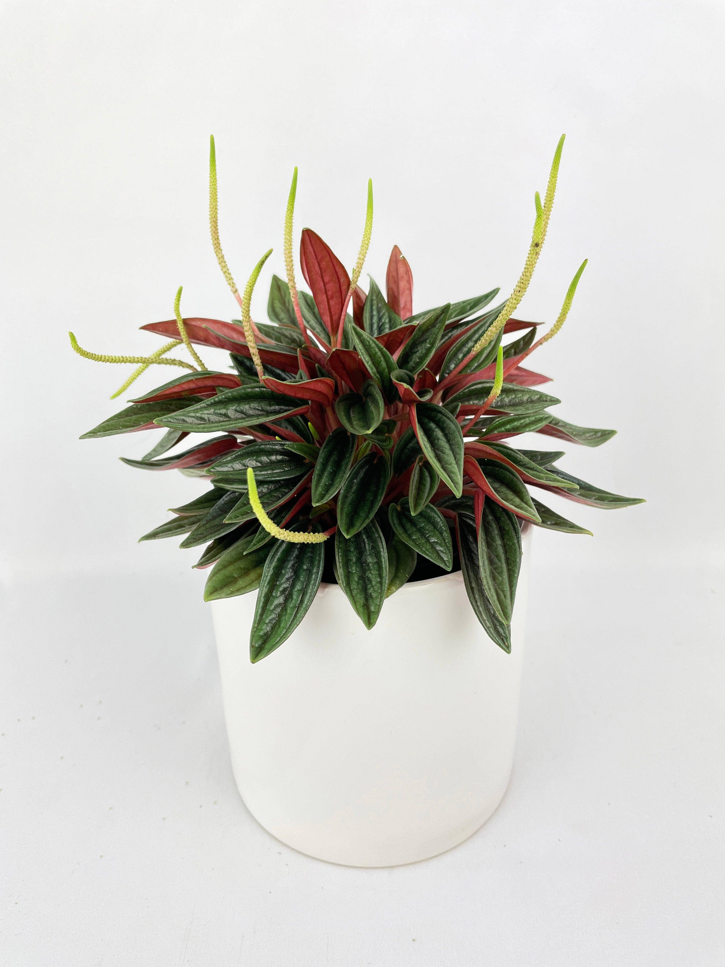 Bumble Plants - Wholesale Live Plant - Peperomia Rosso1